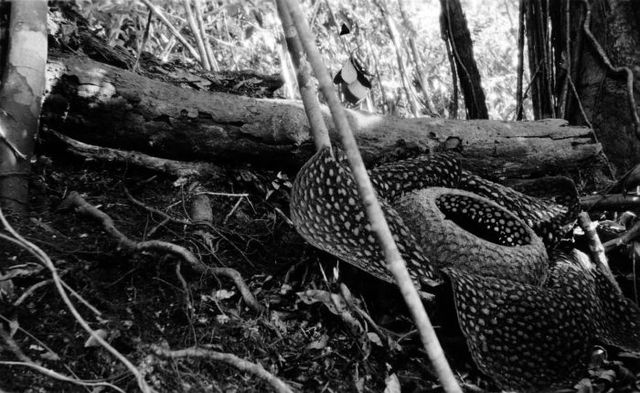 Bunga Rafflesia Arnoldi, Warisan Inggris di Indonesia